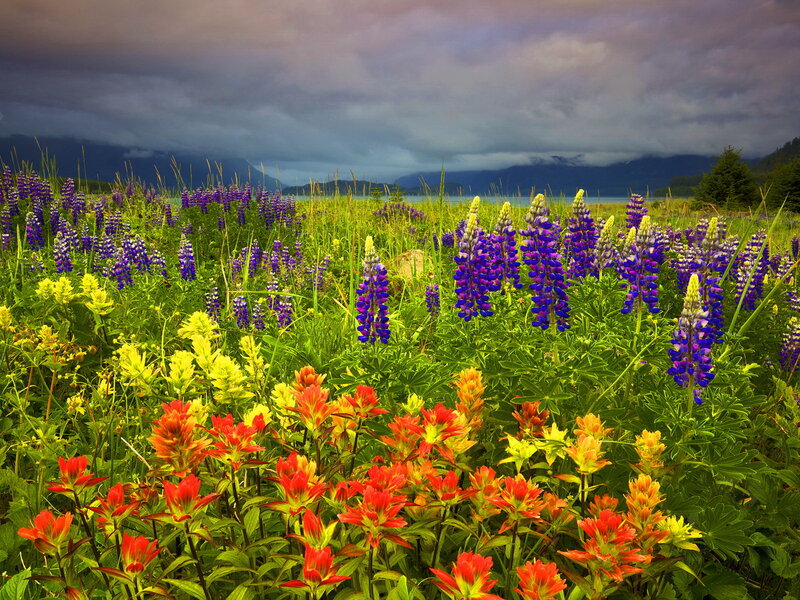 Wildflowers in a Meadow — Purple, Dramatic
