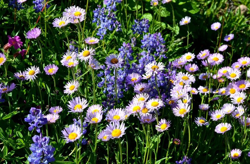 Wildflowers in a Meadow — Purple, Serene, Summer