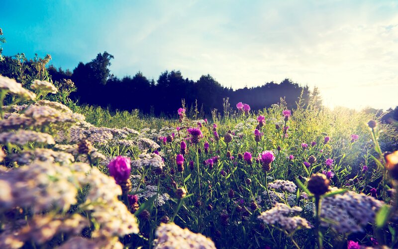 Wildflowers in a Meadow — Purple, Serene, Sunset, Photograph