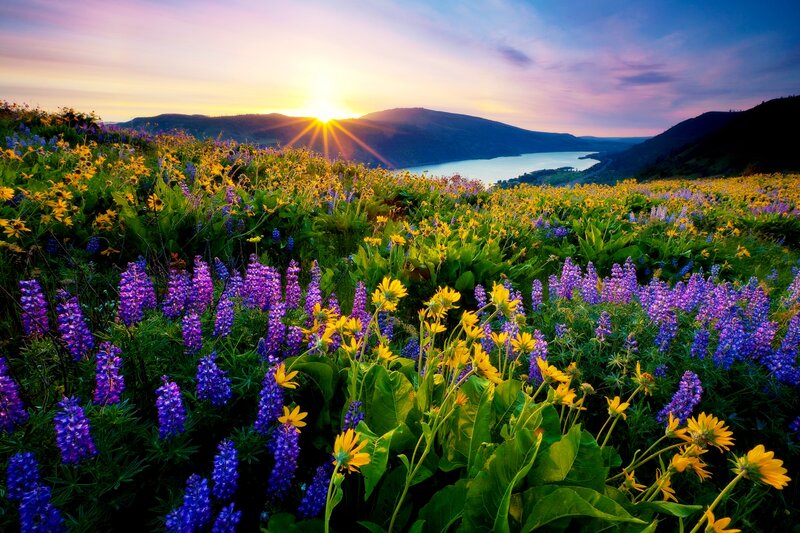 Wildflowers in a Meadow — Purple, Serene, Sunset