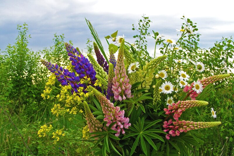 Wildflowers in a Meadow — Purple, Serene