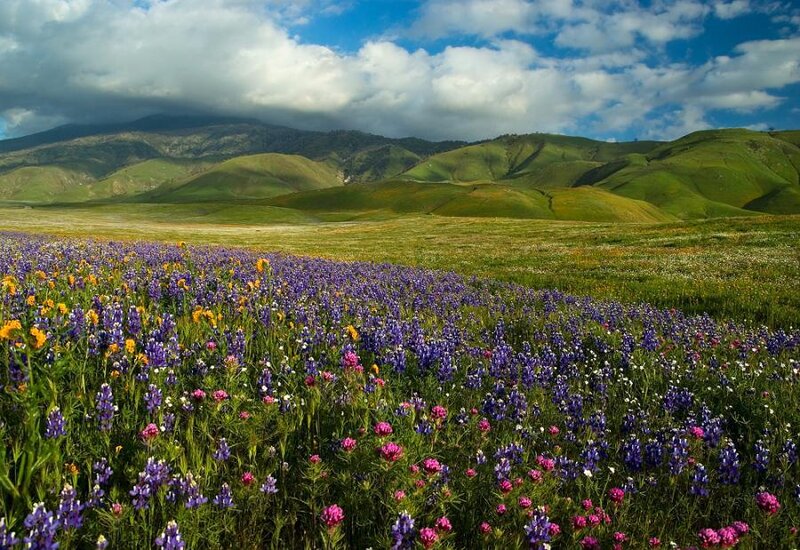 Wildflowers in a Meadow — Purple