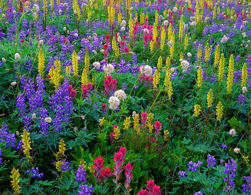 Wildflowers in a Meadow — Purple, Vibrant