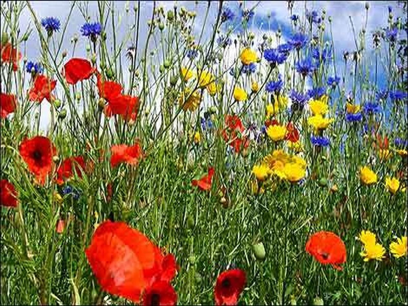 Wildflowers in a Meadow — Red, Serene