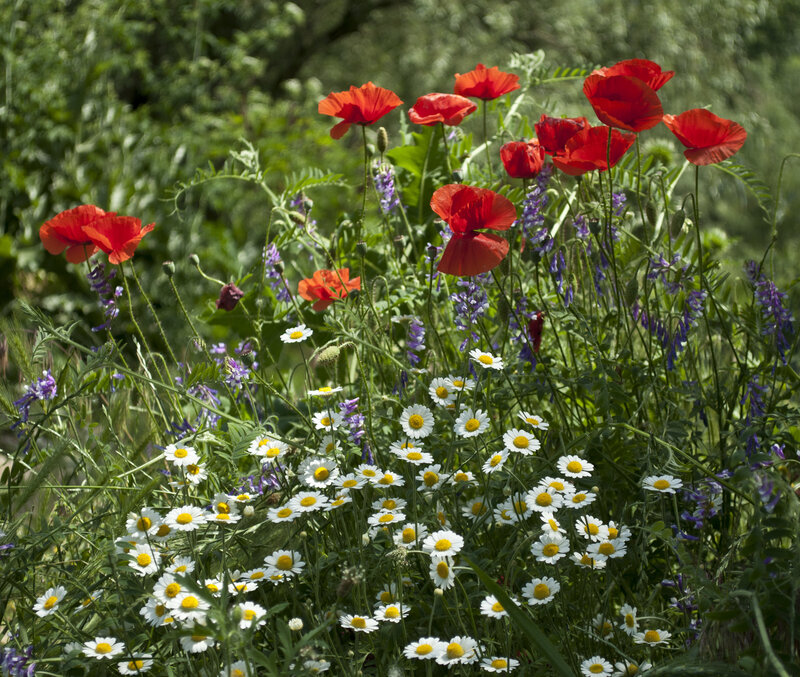 Wildflowers in a Meadow — Red