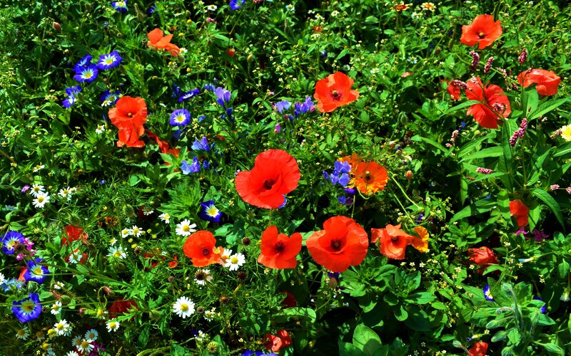 Wildflowers in a Meadow — Red, Vibrant