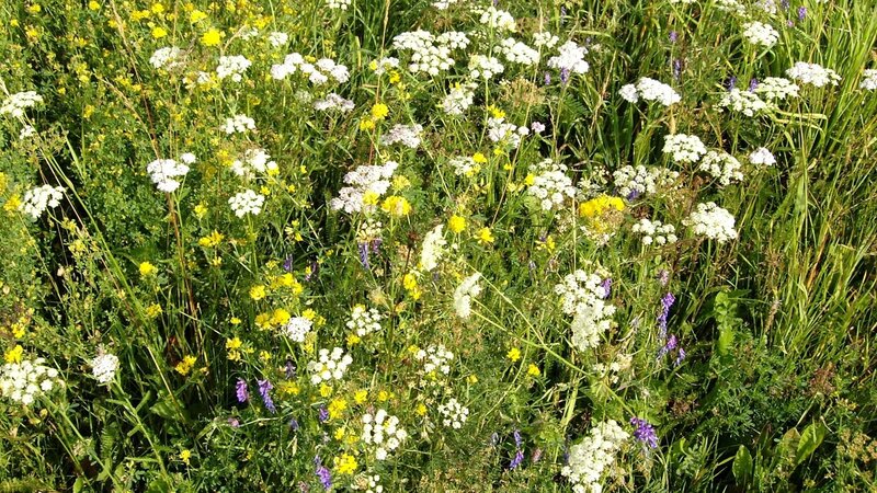 wildflowers in a meadow