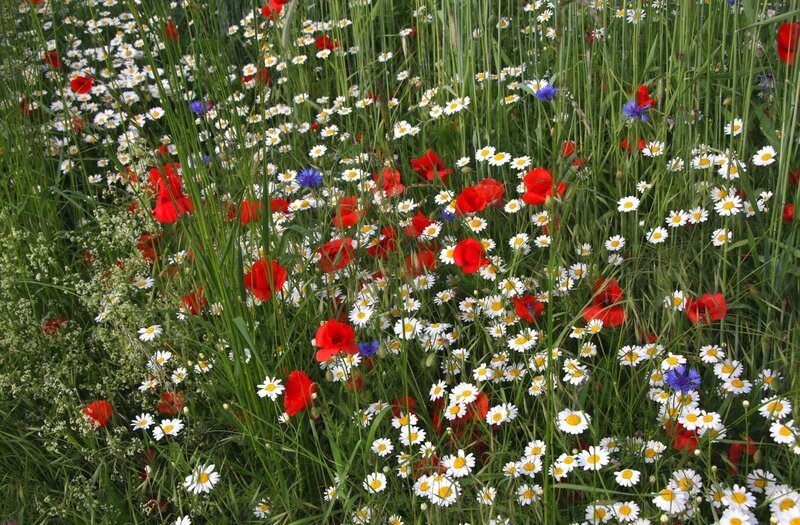 Wildflowers in a Meadow — White, Serene, Summer