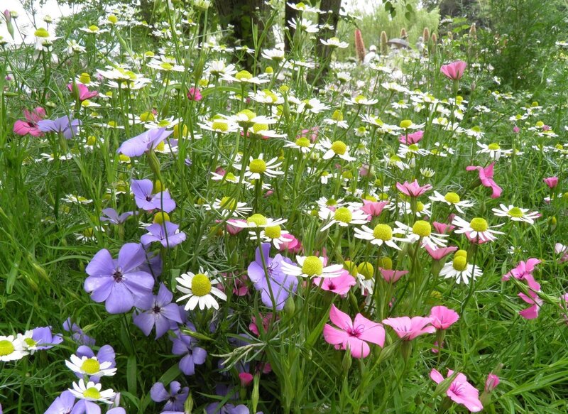 Wildflowers in a Meadow — White, Serene