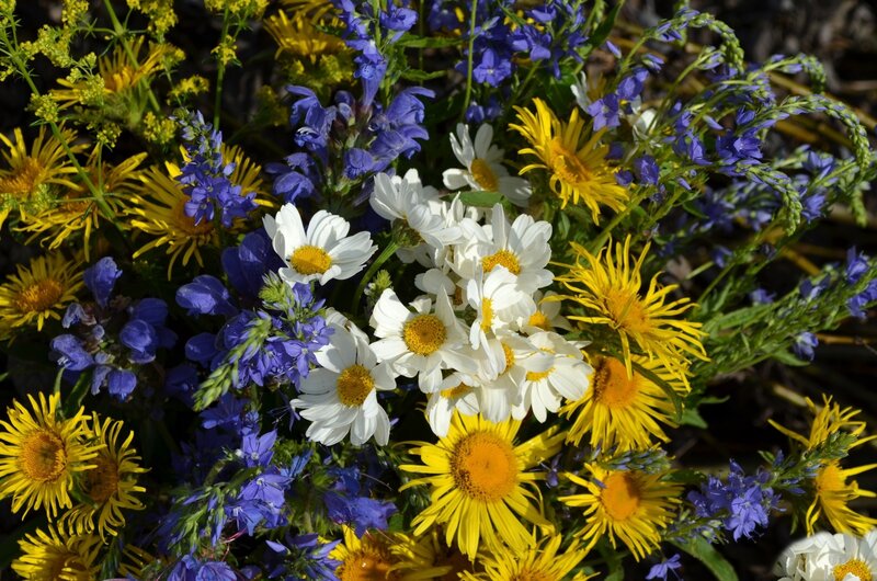 Wildflowers in a Meadow — White