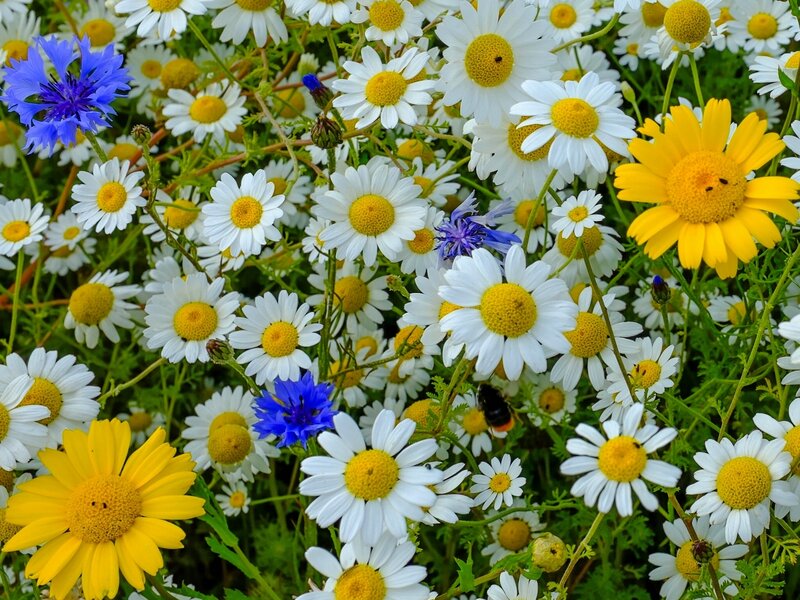 Wildflowers in a Meadow — White, Vibrant