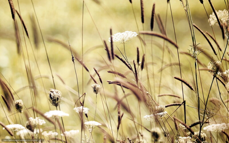 Wildflowers in a Meadow — Yellow, Serene, Afternoon, Photograph
