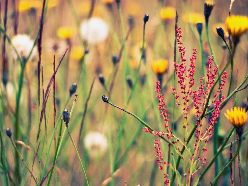 Wildflowers in a Meadow — Yellow, Serene