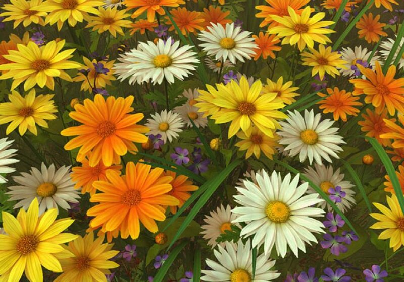 Wildflowers in a Meadow — Yellow