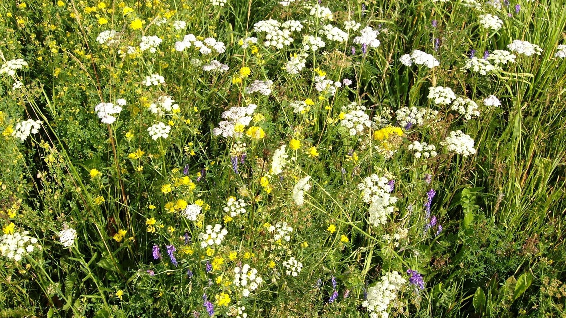 wildflowers in a meadow