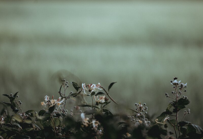 Wildflowers in a misty field