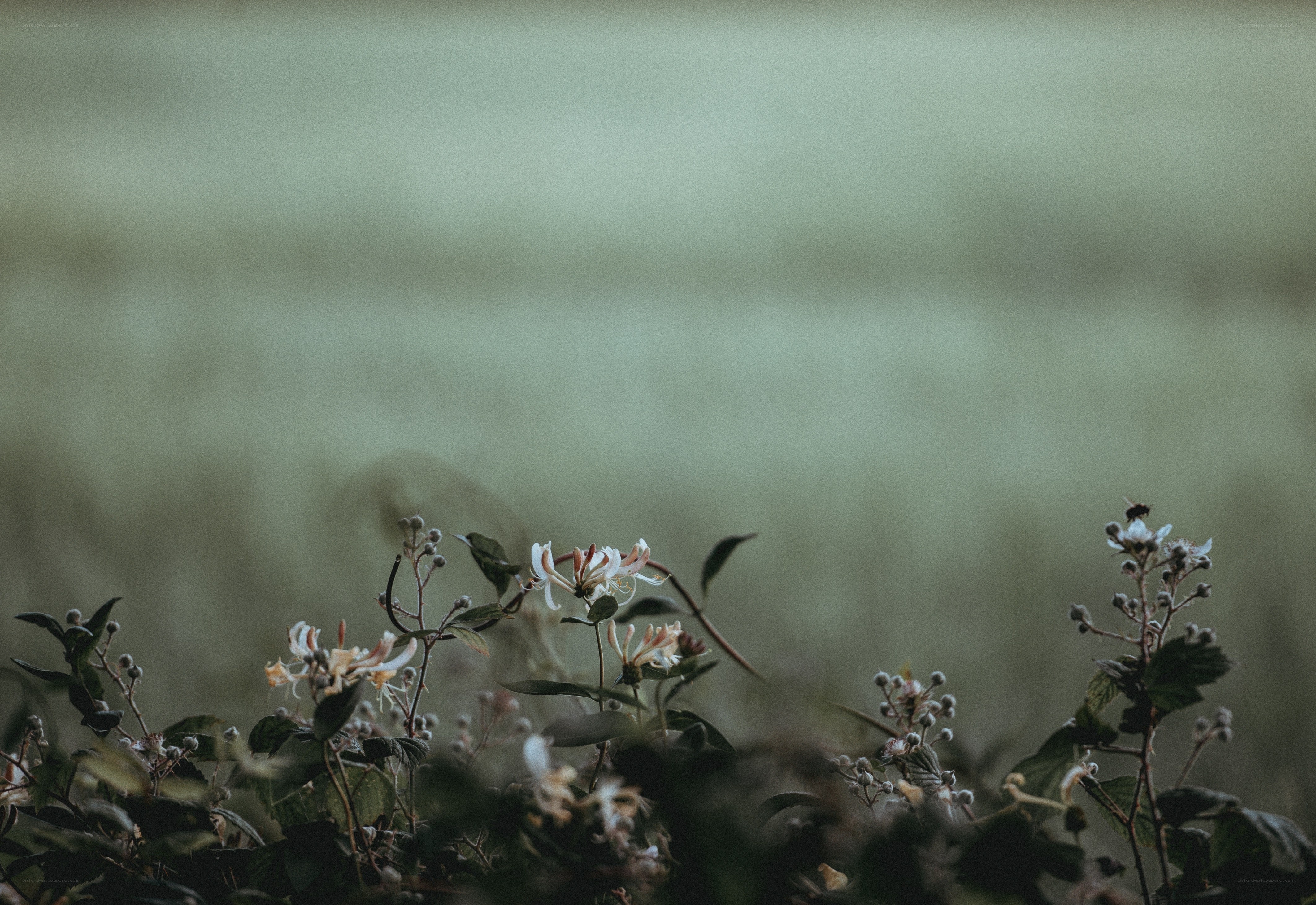 Wildflowers in a misty field