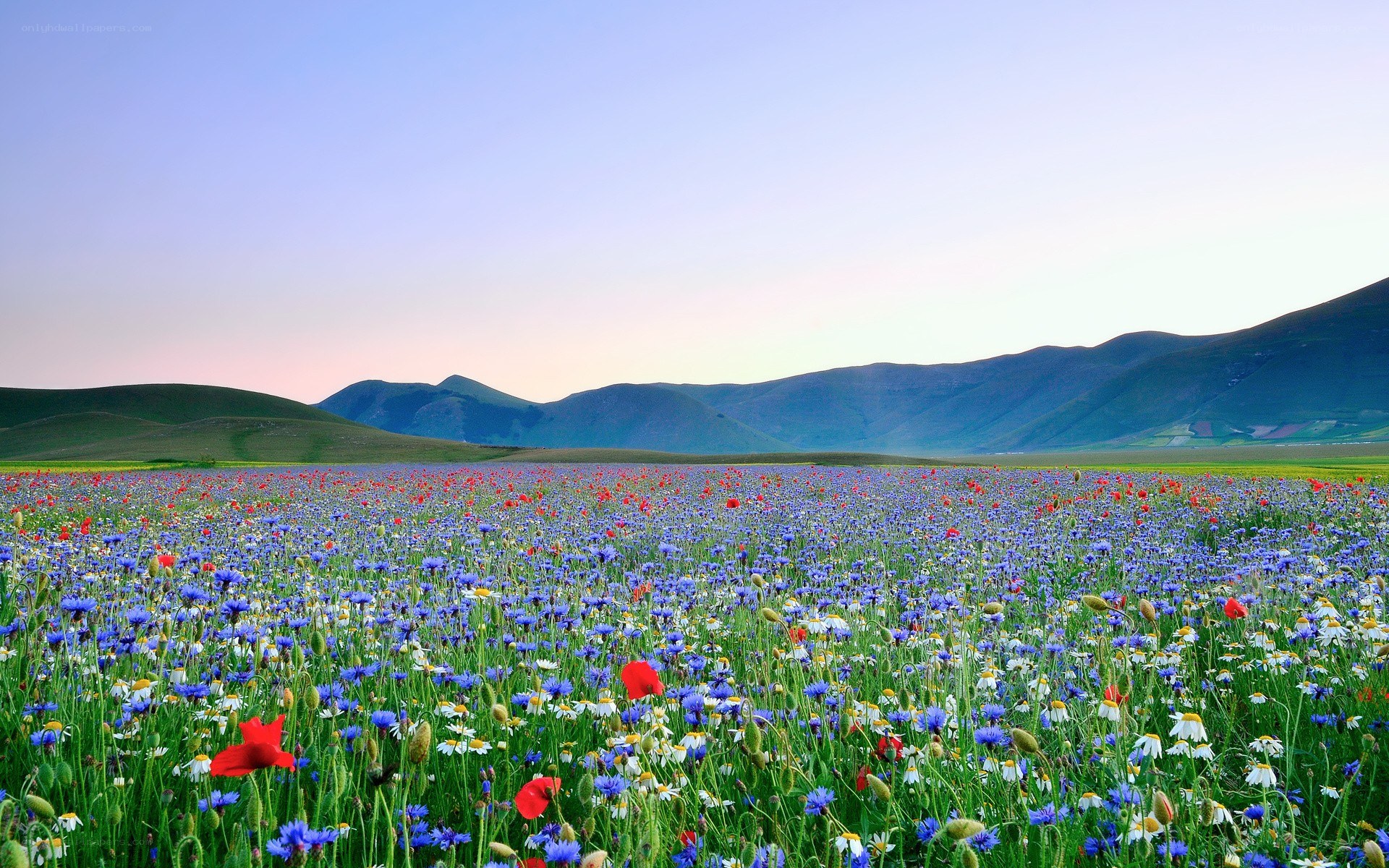 Wildflowers in a mountain field