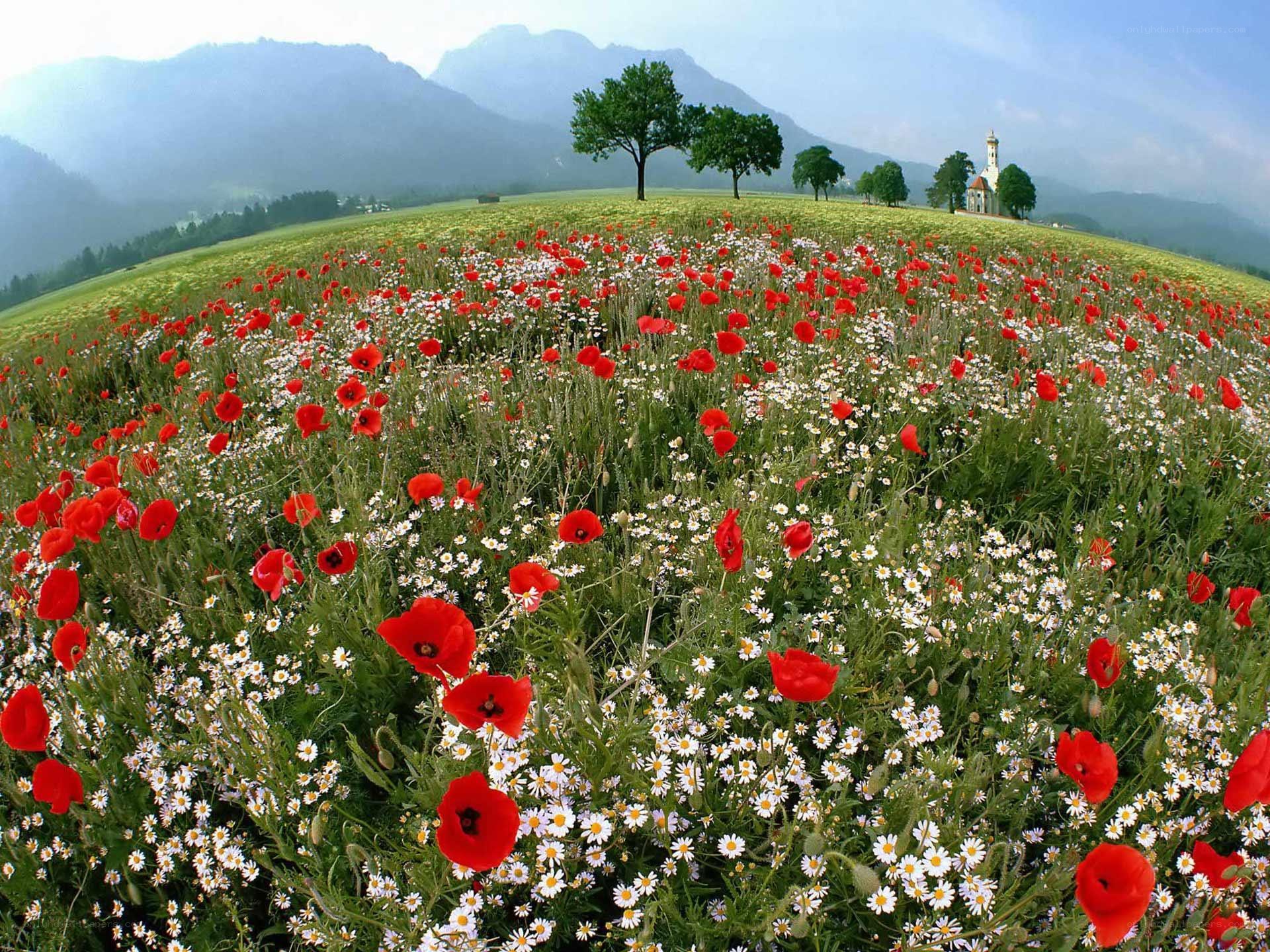 Wildflowers in a mountain field
