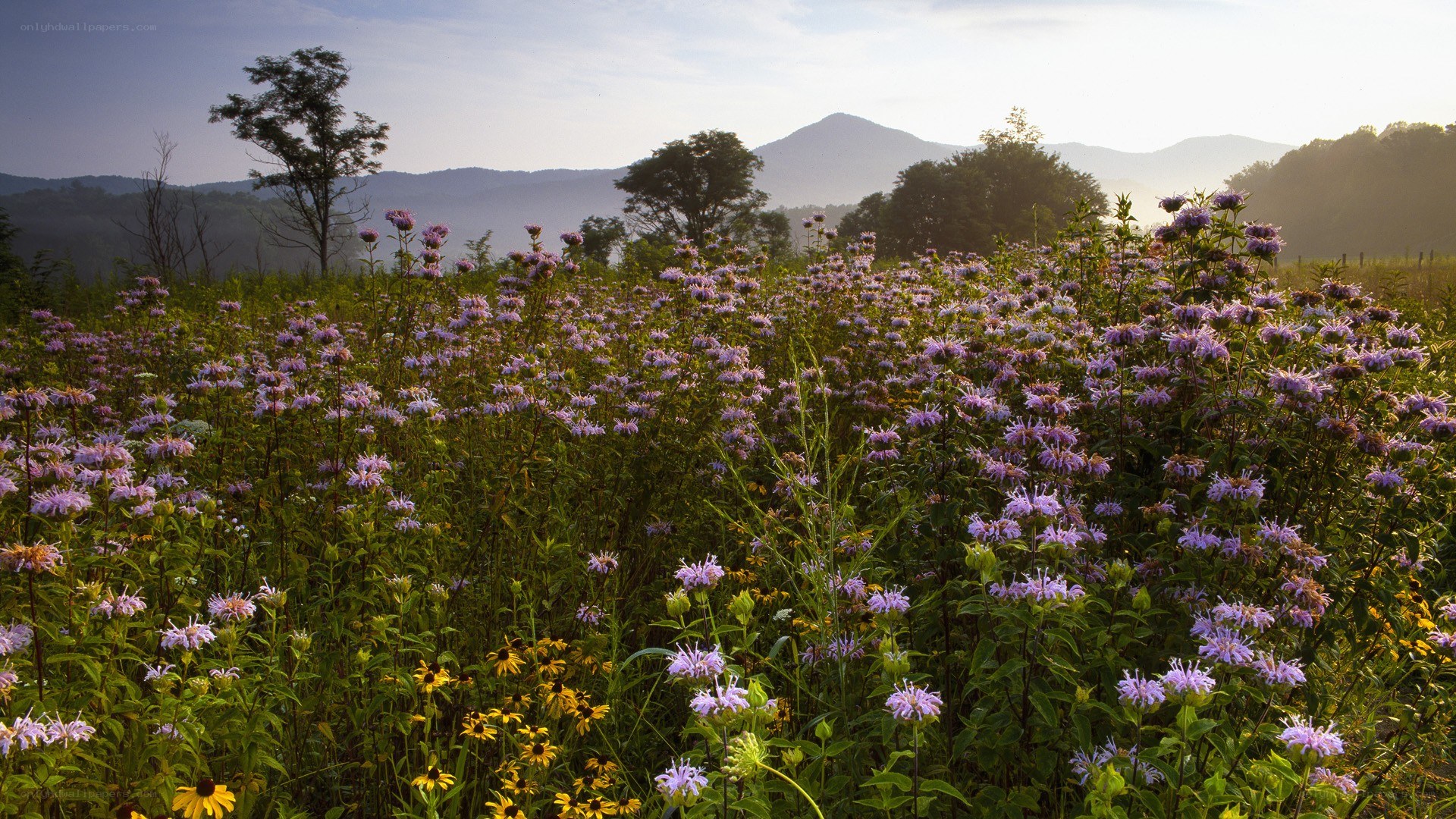 wildflowers in a mountain field