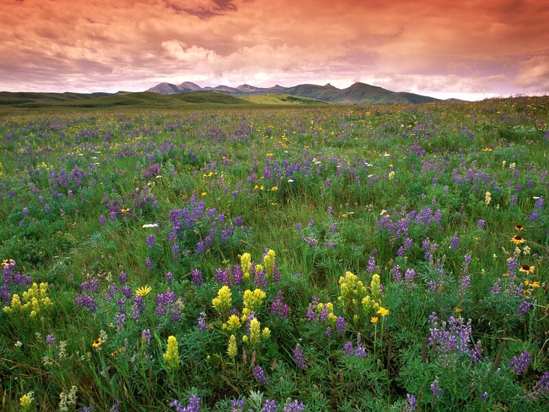 Wildflowers in a mountain meadow