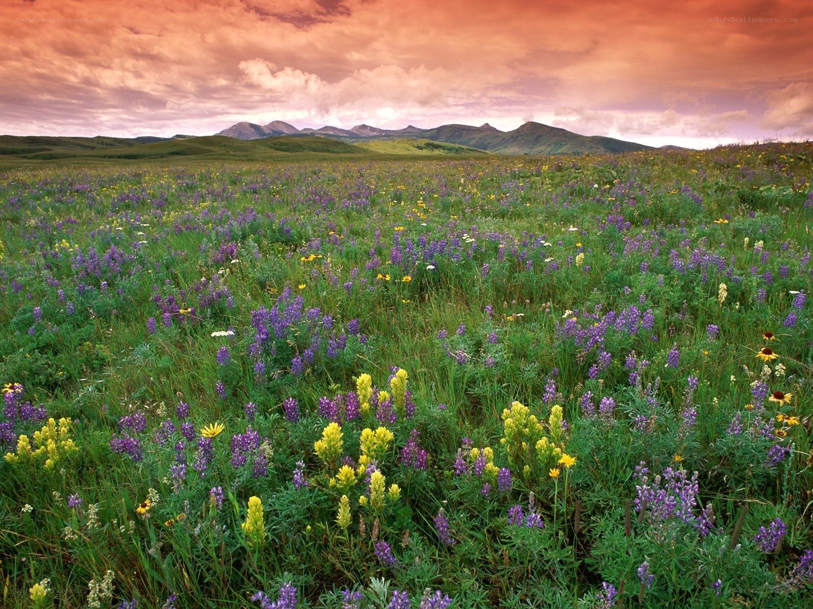 Wildflowers in a mountain meadow
