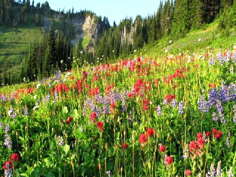 Wildflowers in a mountain meadow