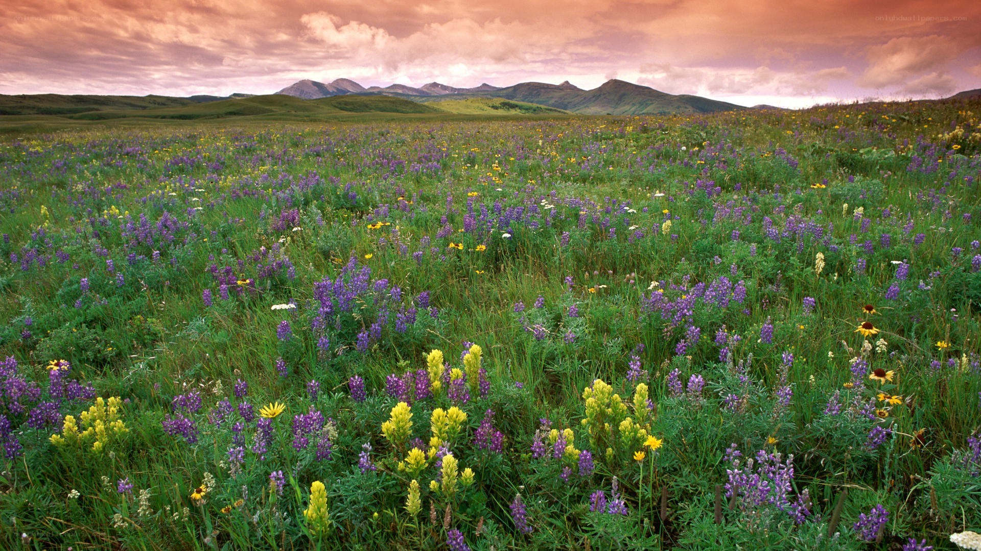 Wildflowers in a mountain meadow