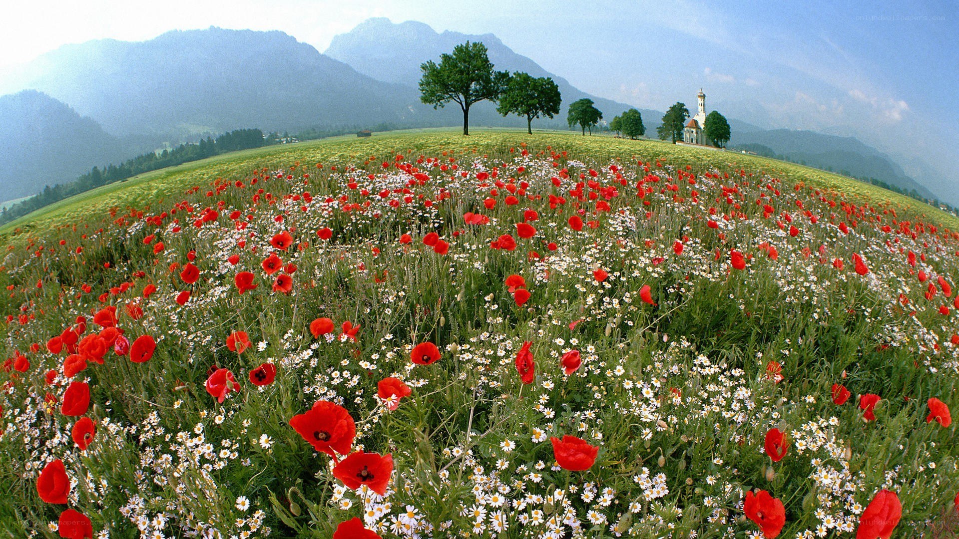 Wildflowers in a mountain valley