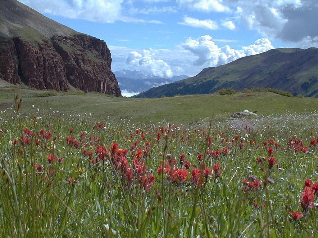 Wildflowers in a mountain valley