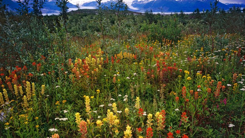 Wildflowers in a mountain valley