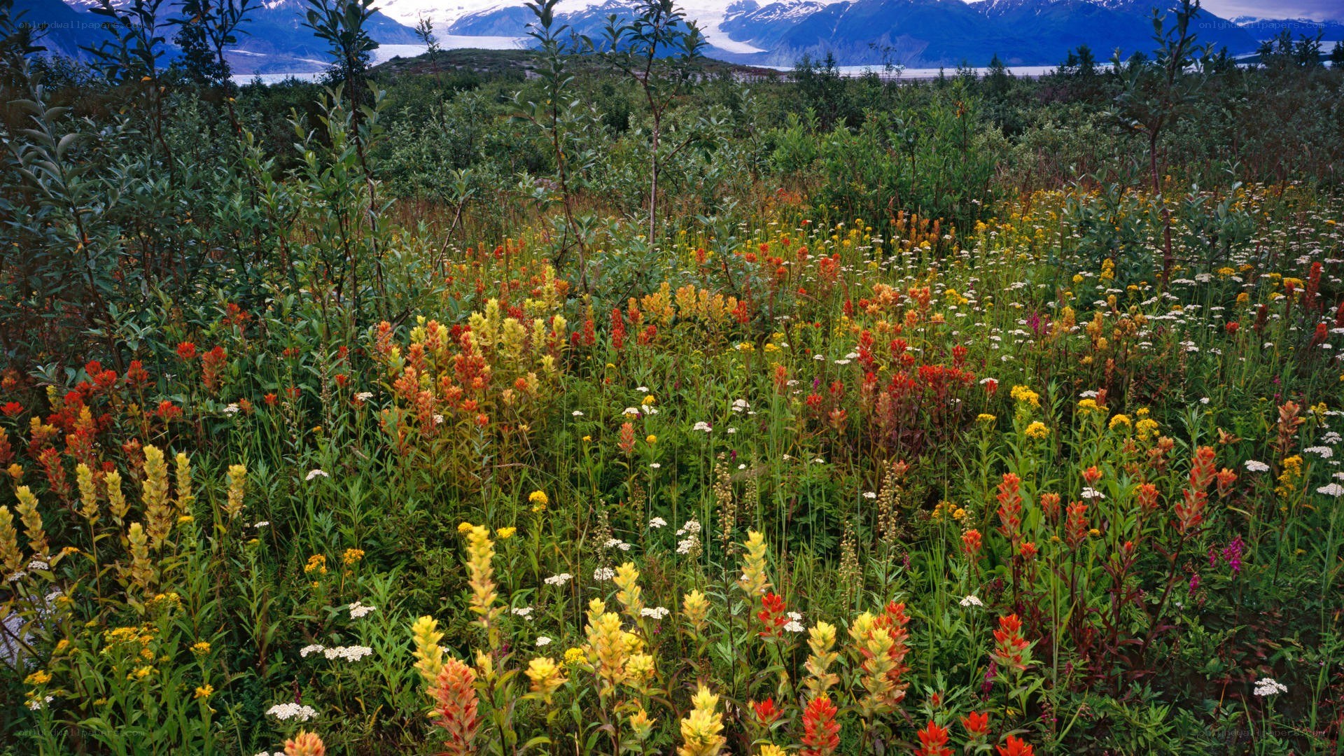 Wildflowers in a mountain valley