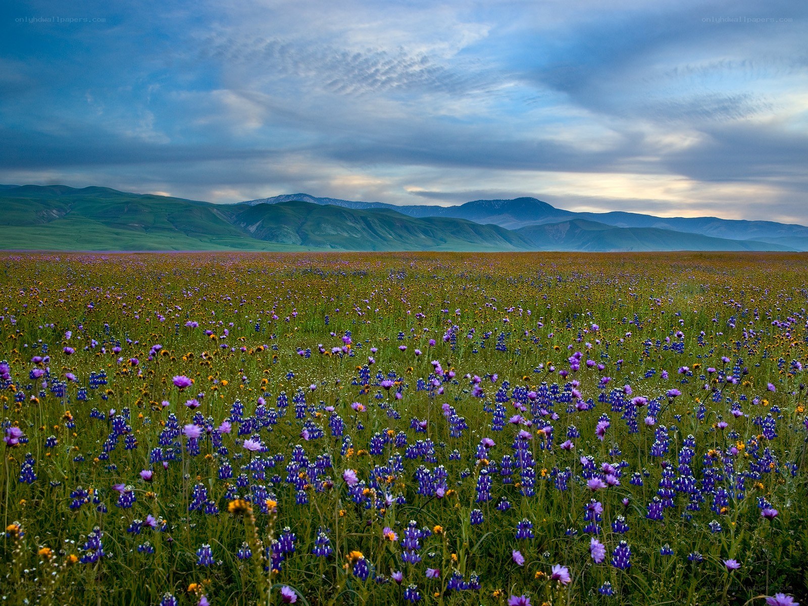 Wildflowers in a mountain valley