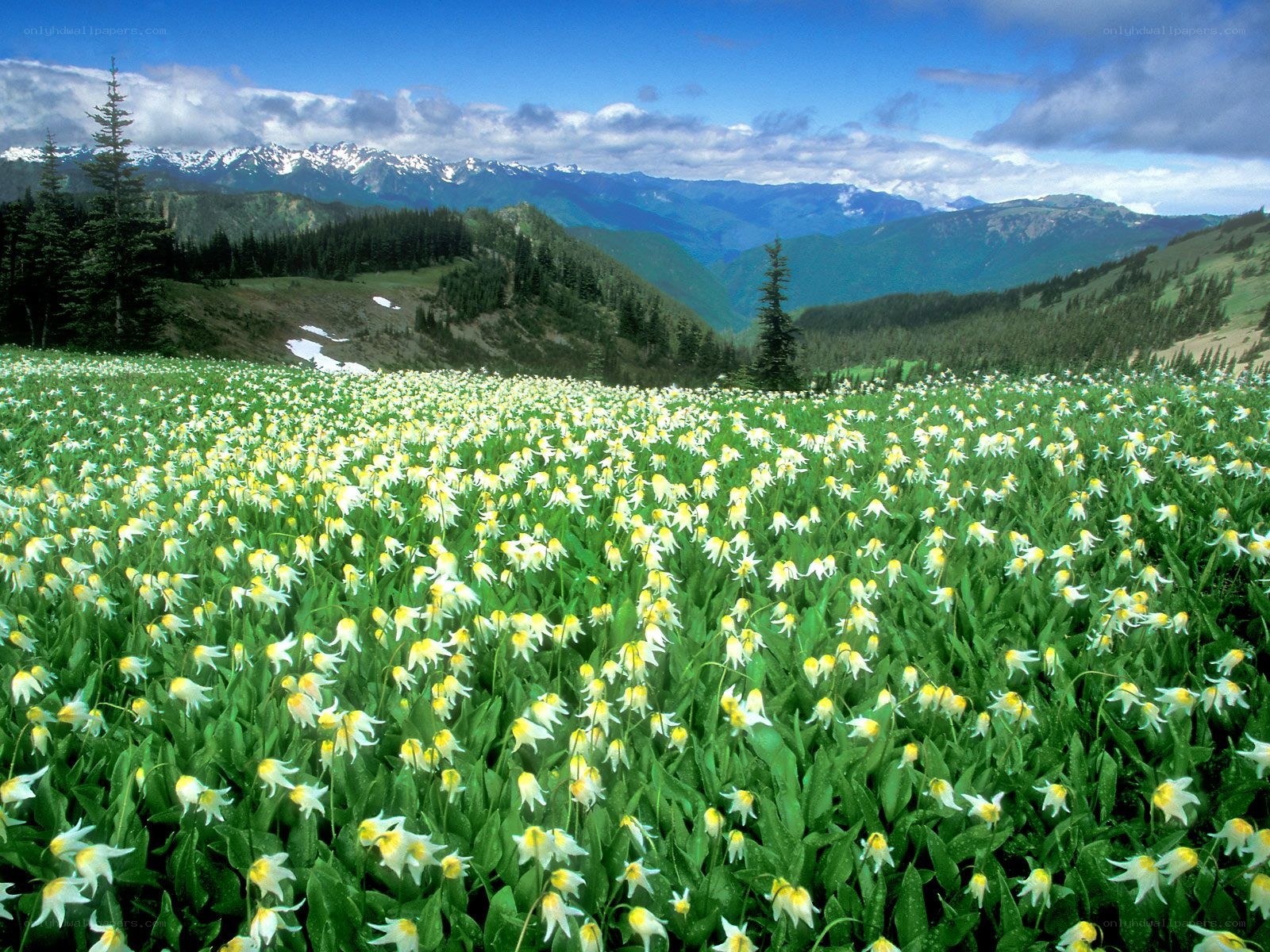 Wildflowers in a mountain valley