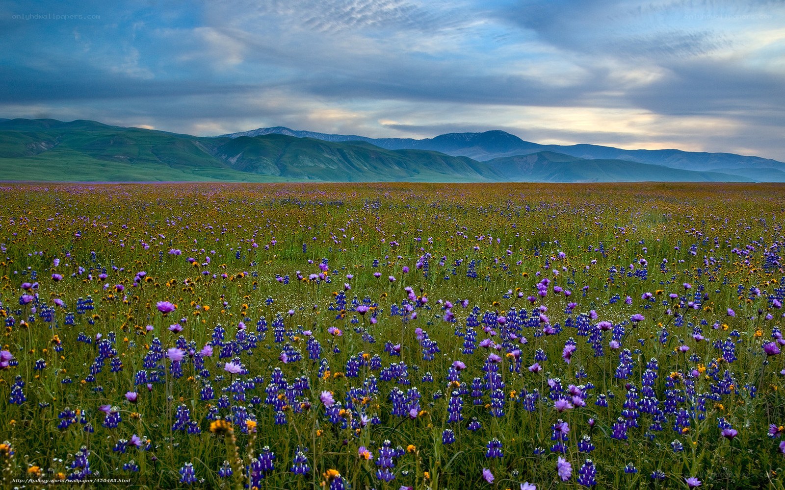Wildflowers in a mountain valley
