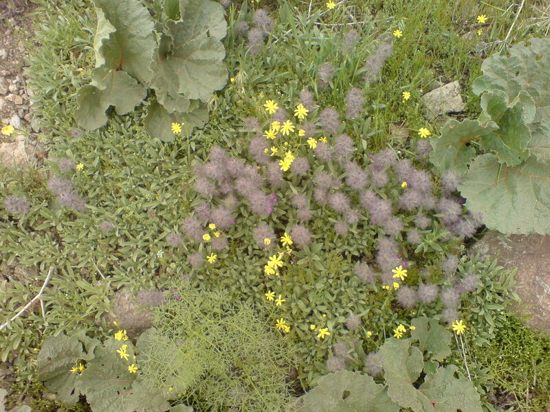 Wildflowers in a rocky patch