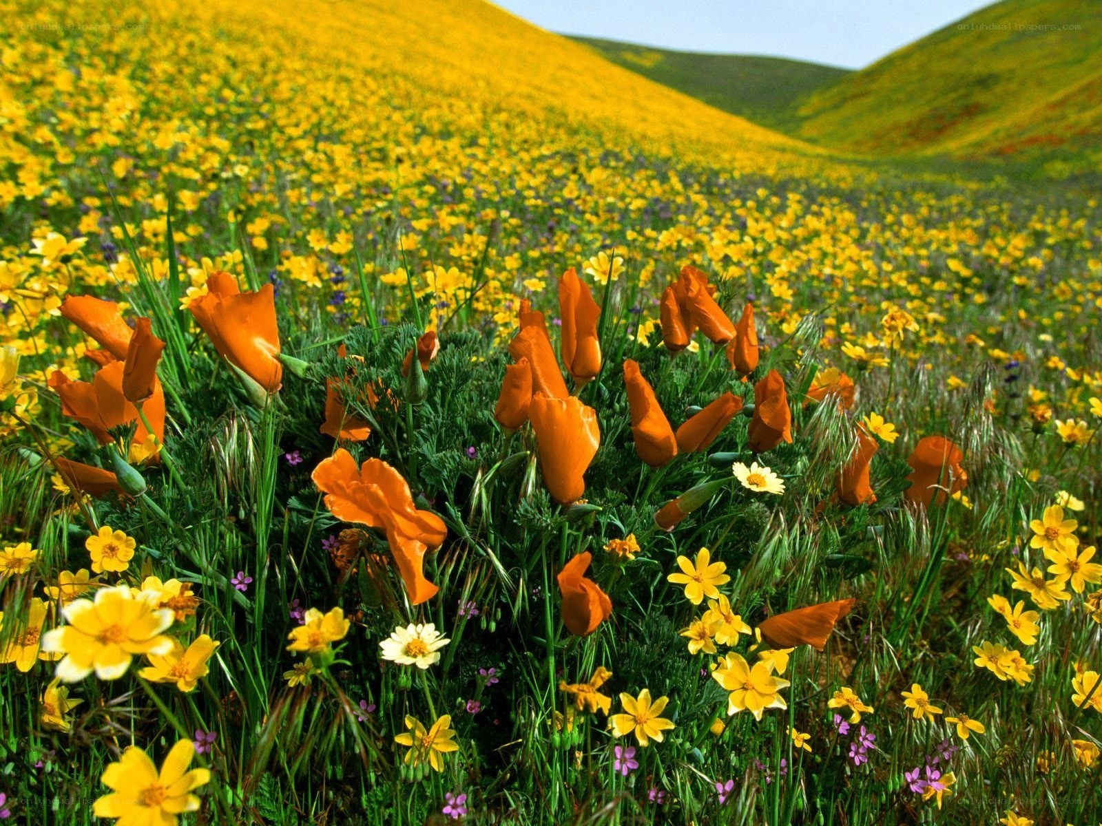 Wildflowers in a rolling field