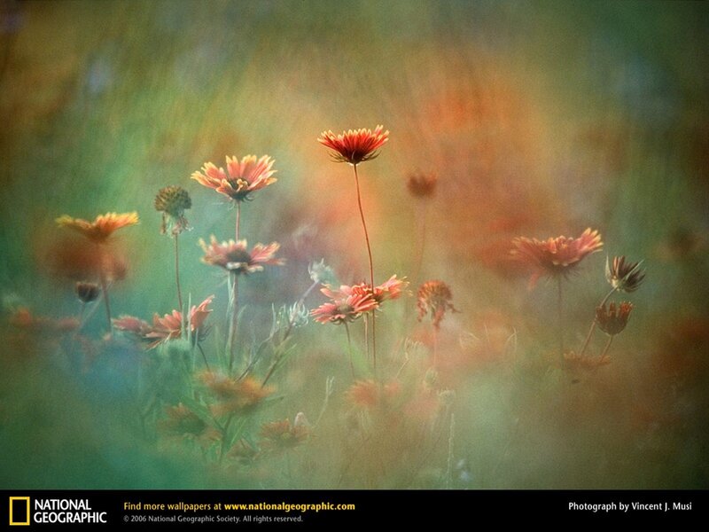 Wildflowers in a Soft Focus Field