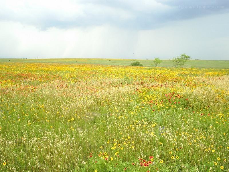 Wildflowers in a stormy field