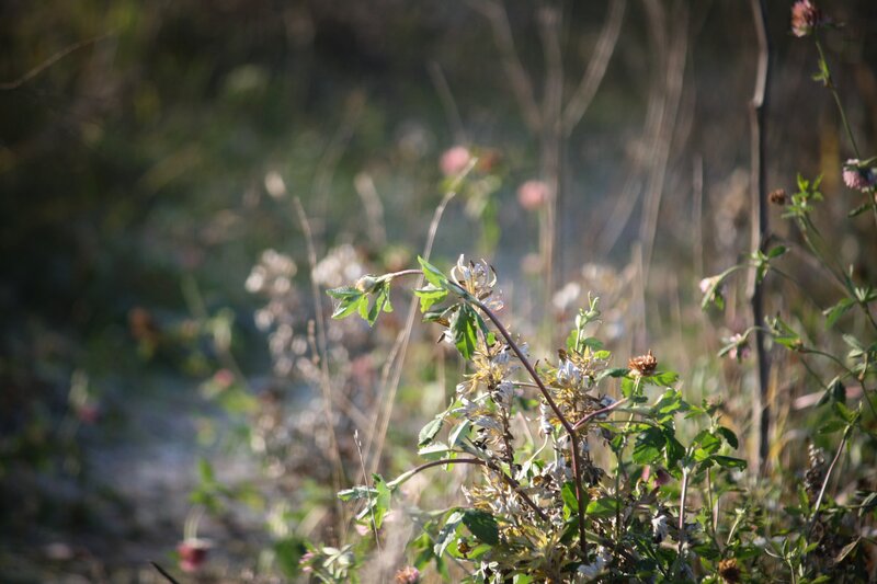 Wildflowers in a sunlit field