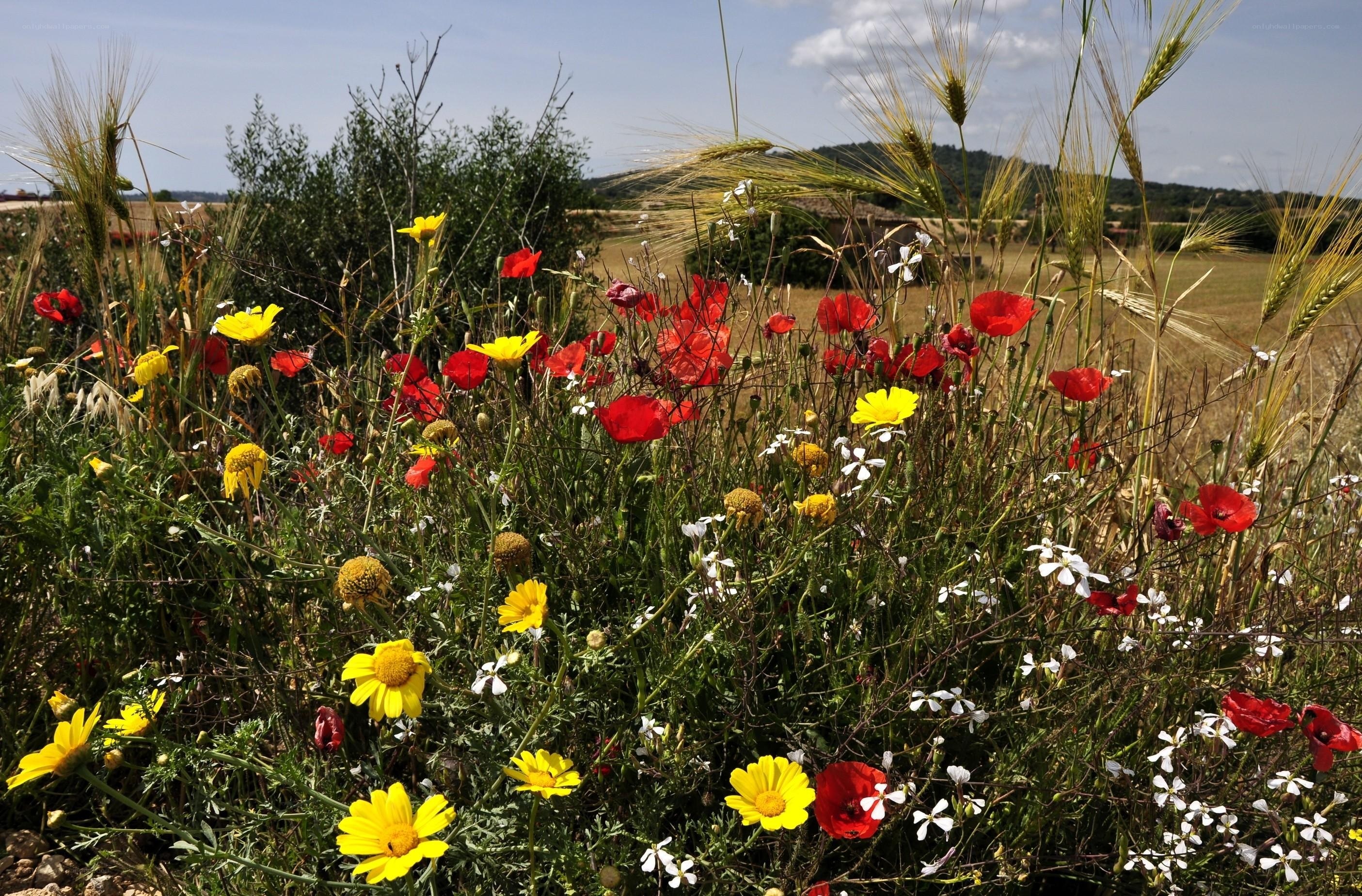 Wildflowers in a sunlit field