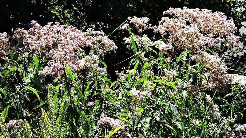 wildflowers in a sunlit forest