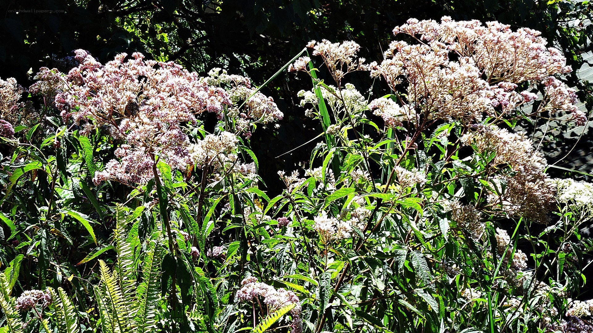 wildflowers in a sunlit forest