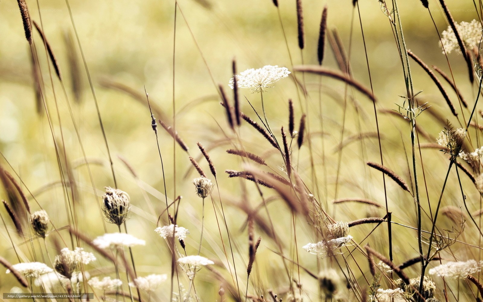 Wildflowers in a sunlit meadow