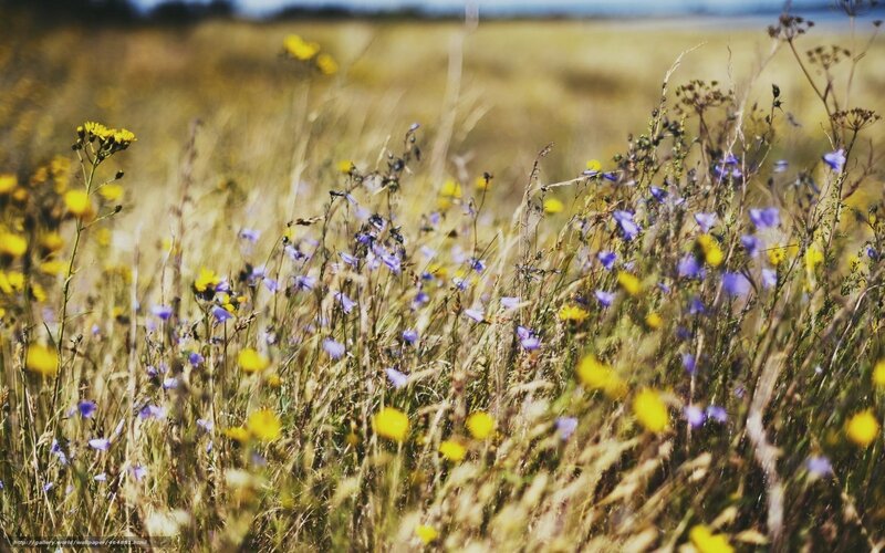 Wildflowers in a sunlit meadow