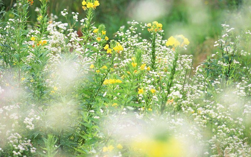 Wildflowers in a sunlit meadow