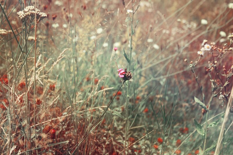 Wildflowers in a sunlit meadow