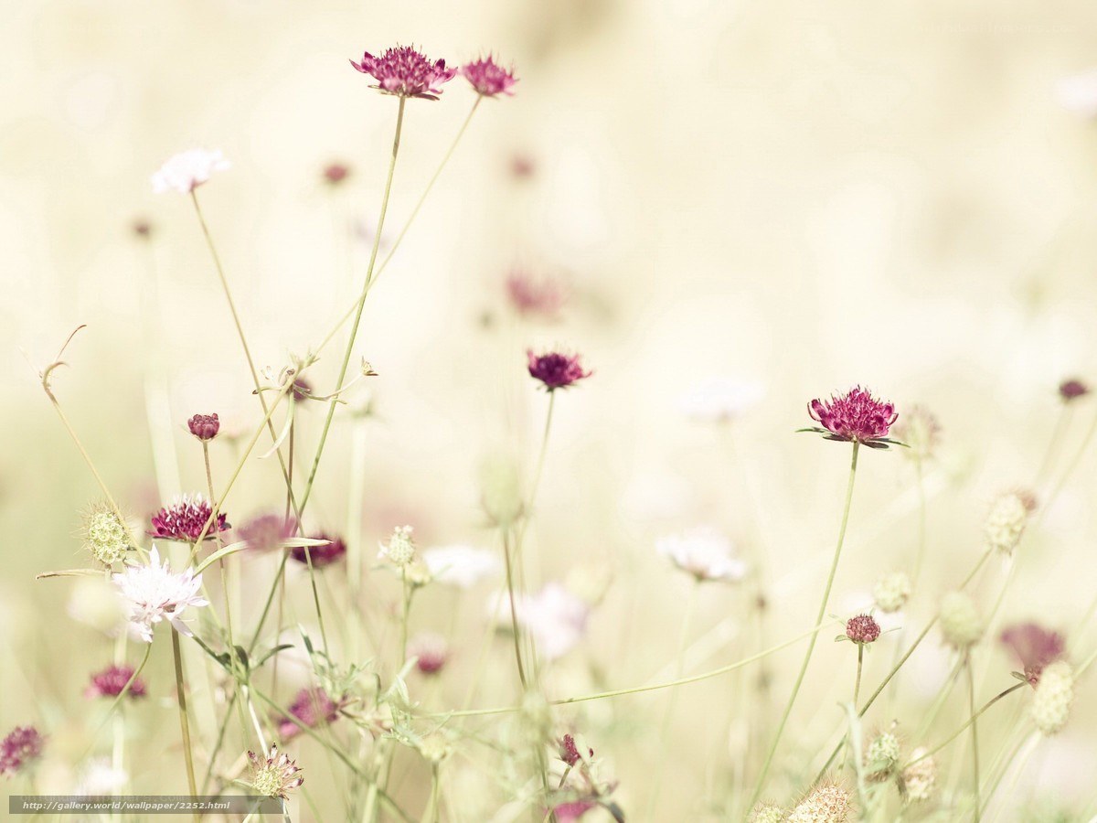 Wildflowers in a sunlit meadow