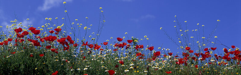 Wildflowers in a sunny field