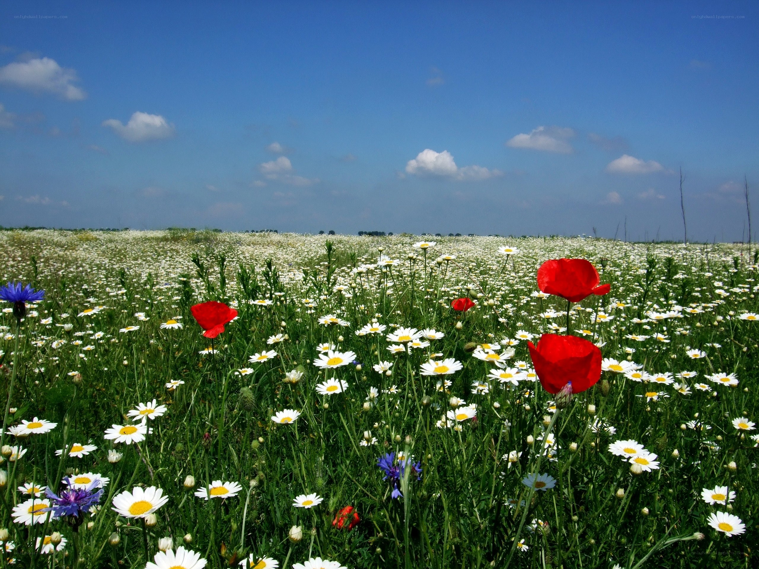 Wildflowers in a sunny field
